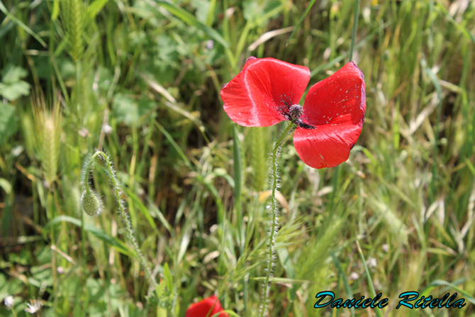 Papaver rhoeas